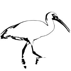 Ibis logo - Zoomed